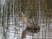 Great Bittern