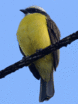 Social Flycatcher