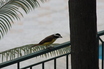 Lesser Kiskadee