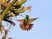 Berylline Hummingbird