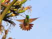 Berylline Hummingbird