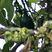 Asian Glossy Starling