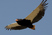 Bateleur