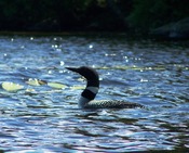 taken on Canoe Lake