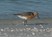 Red Knot