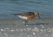 Red Knot