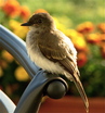 Eastern Phoebe