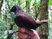 Black-headed Antthrush
