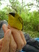 Masked Yellowthroat