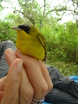 Masked Yellowthroat
