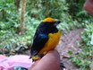 Orange-bellied Euphonia