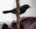 Blue-black Grassquit