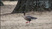 Pink-footed Goose