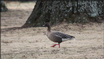 Pink-footed Goose