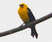 Oriole Blackbird