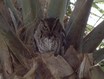 Wakodahatchee Nature Centre parking lot behind bat box. In Florida Boynton Beach area.

