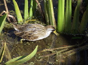 Wakadahatchie Nature Walk In Boynton Beach area, off boardwalk.