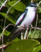 White-winged Swallow
