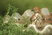 Brown Thrasher