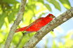 Summer Tanager