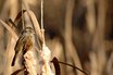 Swamp Sparrow