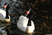 Black-necked Swan