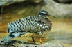 Sunbittern