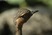 Buff-crested Bustard