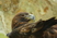 Golden Eagle