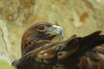 Golden Eagle