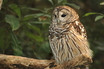Barred Owl
