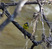 Canada Warbler