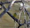 Canada Warbler