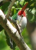 Puerto Rican Tody