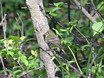 Alder Flycatcher