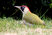 Green Woodpecker