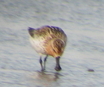 Spoon-billed Sandpiper