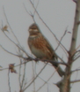 Pine Bunting