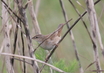Middendorff's Warbler