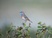Bluethroat