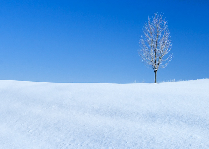 A lonely tree covered in crystals after a frozen fog lifted over Argue Road near New Glarus, Wisconsin on a very frigid morning. Large