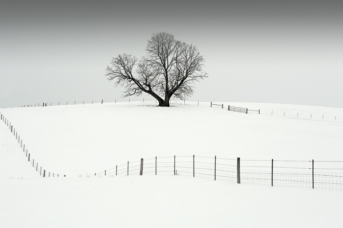 A large tree stands watch over a snowy scene outside of Monroe, Wisconsin. Large