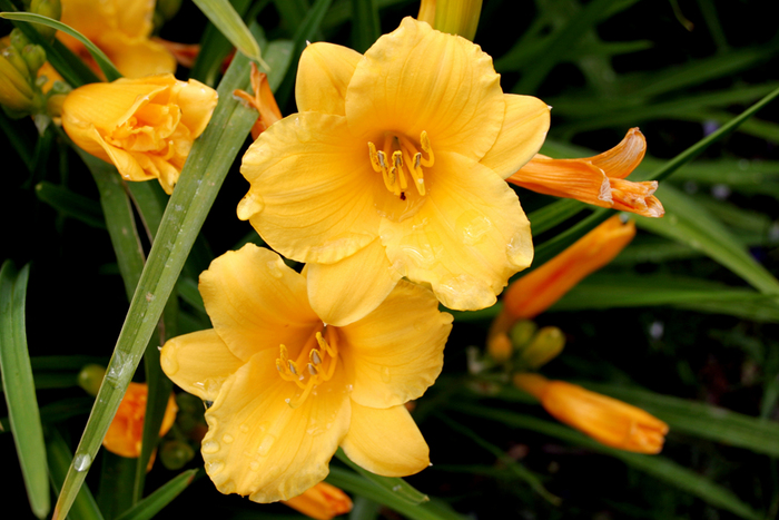 Large