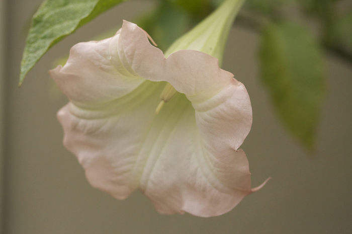 Large