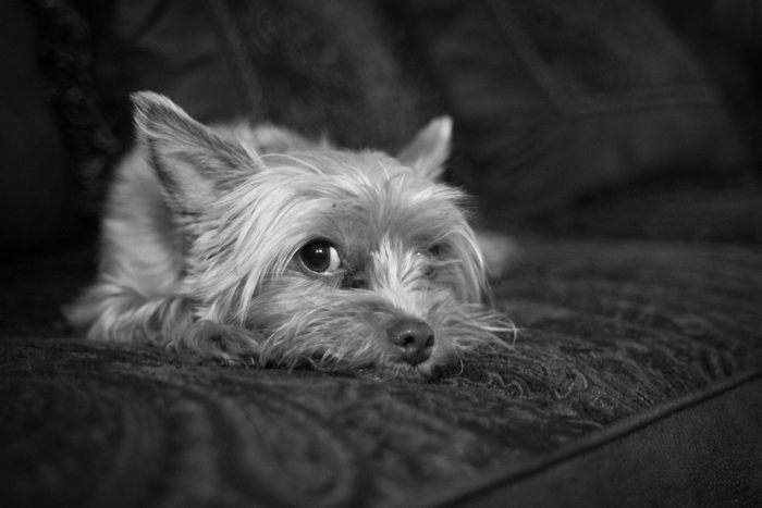 Queenie Large