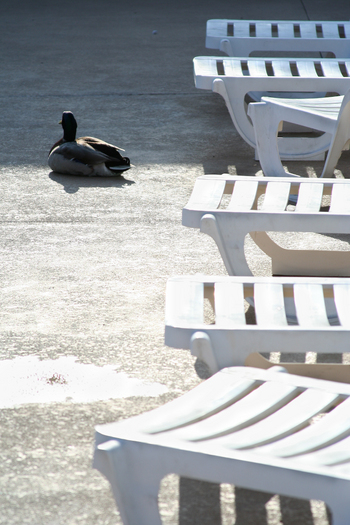 Duck at the pool Large