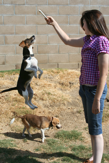 Maddie's leap of faith Large