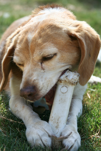 Tifa enjoying a bone Large