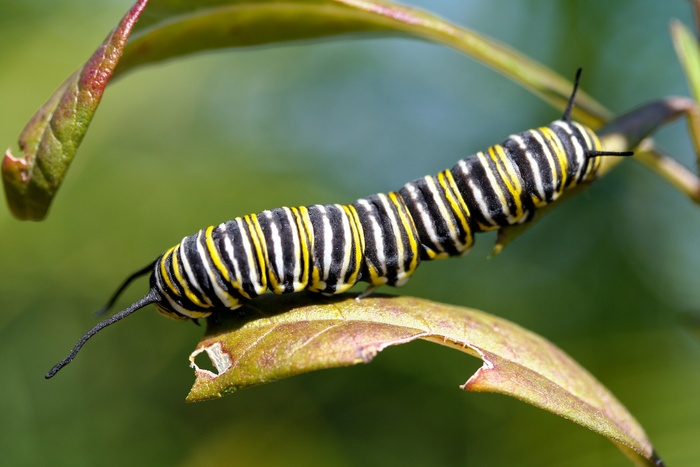 Habitat. Large