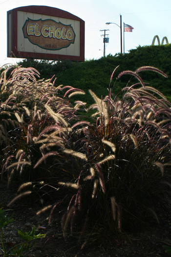 Large